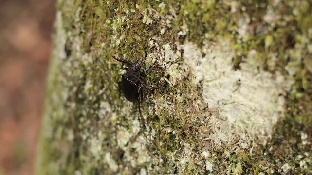 A big bug (Prionus laticollis) crossing its path while clinging to the side of a tree.