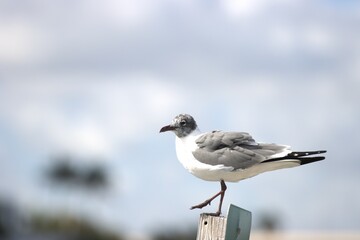 seagull on a fence
