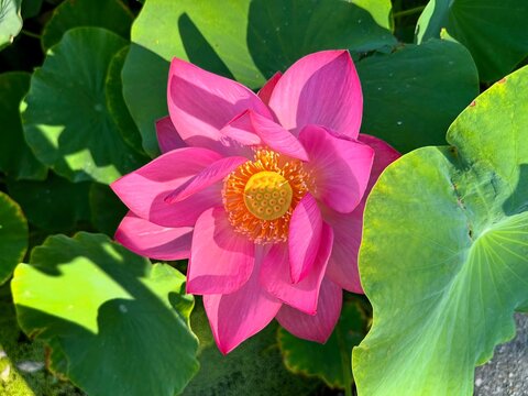 Fleur
