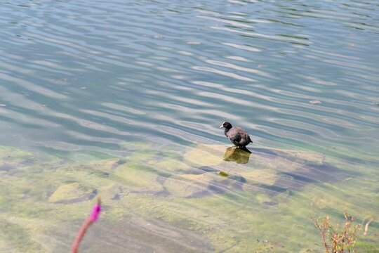 Oiseau