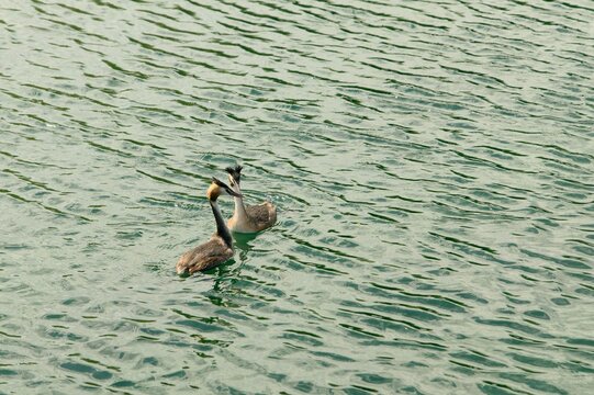 Oiseau