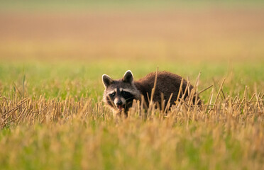 Gryzoń i szkodnik - Szop na polu w dolinie bystrzycy © MarcinRoj.Fotografia