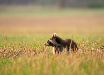 Gryzoń i szkodnik - Szop na polu w dolinie bystrzycy © MarcinRoj.Fotografia