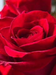 Close-up shot of a vibrant red rose, showcasing the intricate layers of petals with a soft texture, creating a sense of natural beauty and elegance.