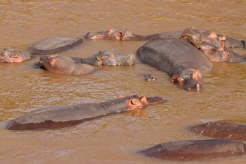 Bloat of Hippos