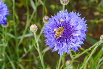 Bee in British Wildflower Meadow Macro Photo on Confetti Plant Collect Pollen