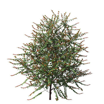 Breynia vitis, bushes, shrubs, evergreen, small tree, bush, light for daylight, easy to use, 3d render, isolated