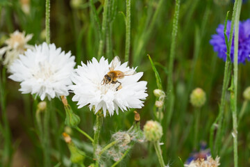 Bee in British Wildflower Meadow Macro Photo on Confetti Plant Collect Pollen