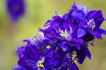Wildflower Meadow with close up Macro of single confetti plant deep blue and purple