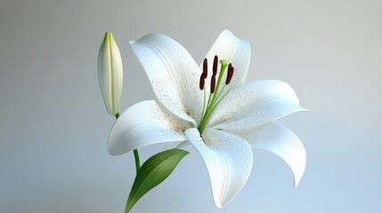 Fototapeta premium Elegant White Lily flower isolated on white 3d background