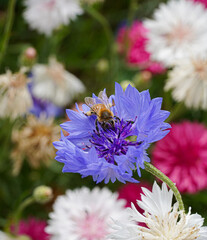 Bee in British Wildflower Meadow Macro Photo on Confetti Plant Collect Pollen