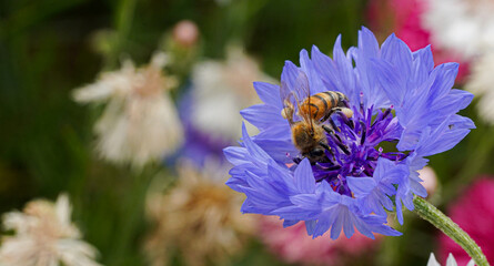 Bee in British Wildflower Meadow Macro Photo on Confetti Plant Collect Pollen