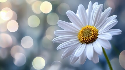 A close-up of a white daisy flower with a blurred colorful background.