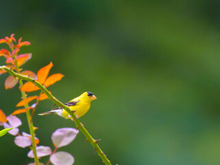 Male goldfinch perched on a rose bush branch