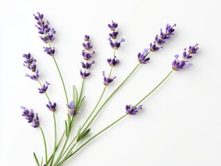 A collection of lavender sprigs arranged artistically on a white background.