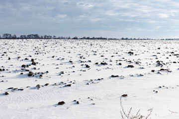 the ground is covered with snow