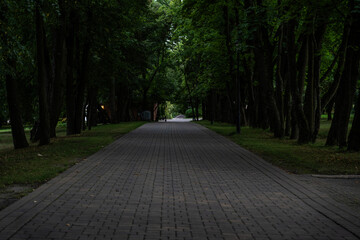 Sidewalk, pedestrian path in the forest park. Forest Park in the evening