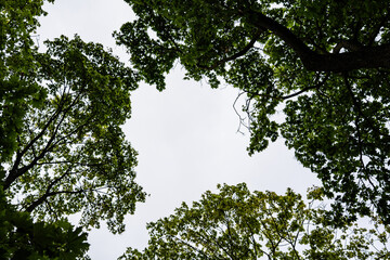 The crowns of the trees. Treetops from bottom to top. Trees sky foliage