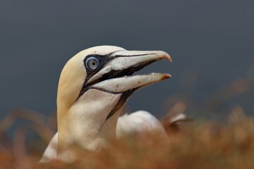 gannet