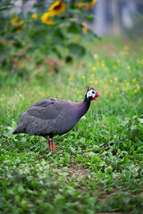 Guinea fowls walking green field