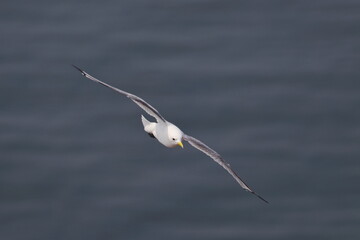 Northern gannet