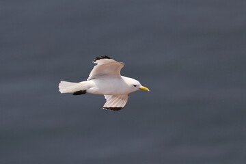 Northern gannet
