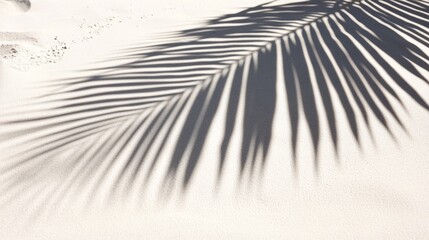 Business, travel concept, fern leaf, projection, background, palm leaf, Shadow, clean flat, white sand beach, local close-up, magazines, books, documents, media, Reading, color, pattern, sky, close-up
