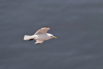 Northern gannet
