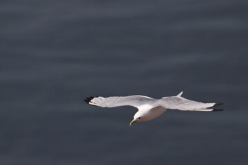 Northern gannet