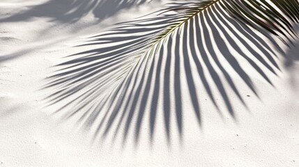 Obraz premium Business, travel concept, fern leaf, projection, background, palm leaf, Shadow, clean flat, white sand beach, local close-up, magazines, books, documents, media, Reading, color, pattern, sky, close-up