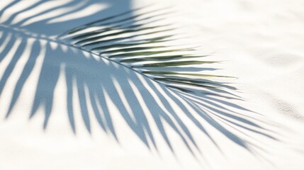 Obraz premium Business, travel concept, fern leaf, projection, background, palm leaf, Shadow, clean flat, white sand beach, local close-up, magazines, books, documents, media, Reading, color, pattern, sky, close-up