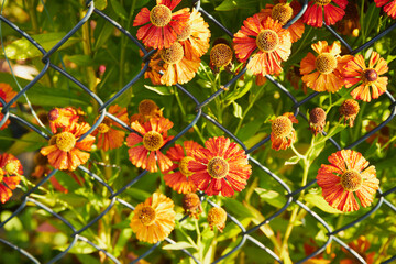 Dzielżan jesienny, Helenium autumnale L. © Marcin Łazarczyk