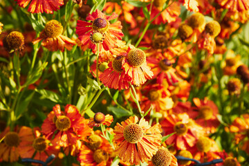 Dzielżan jesienny, Helenium autumnale L. © Marcin Łazarczyk