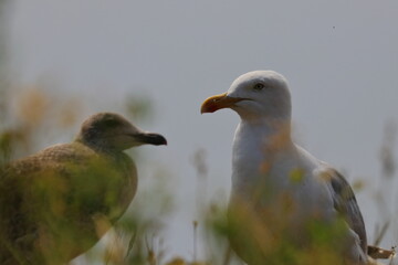 Northern gannet