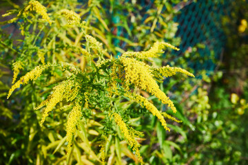 Nawłoć, Solidago L. © Marcin Łazarczyk