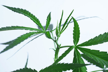 Cannabis marijuana plant medicine pharmaceutical weed medicine and herb product
