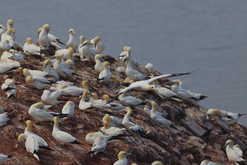 Northern gannet