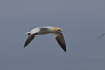 Northern gannet