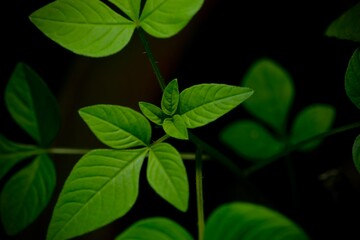 A close-up photograph of a small green bud on a stem, set against a black background. The bud appears fresh and slightly textured, with the promise of blooming into a flower.