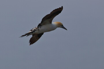 Northern gannet