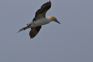 Northern gannet