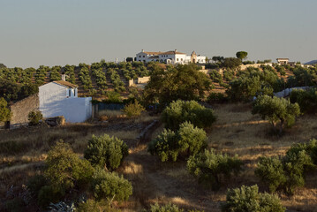 Sunrise on a olive tree farm in Andalusia, Spain