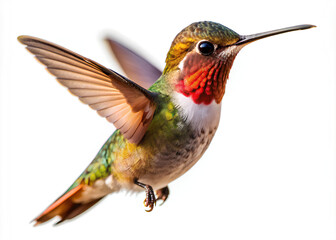 Tiny hummingbird, isolated on white.png