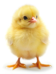 Obraz premium Tiny yellow chick, isolated on white background, Clipping path