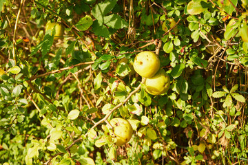 Pigwowiec japoński,owoce