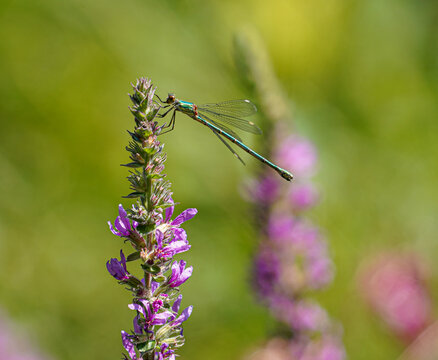 Green Dragon Fly on Wildflower, pink Blossom, single insect macro view