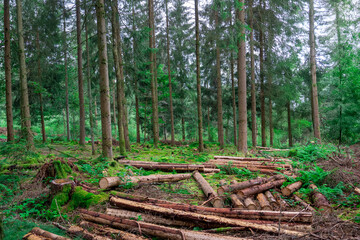 Felled logs in a German Forest