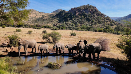 Wild Elephants At Pilanesberg National Park In North West South Africa. African Animals Landscape....