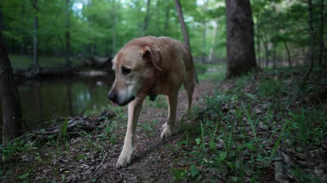 Front view of senior Golden Labrador Retriever dog walking and limping on a forest path beside a flowing creek.