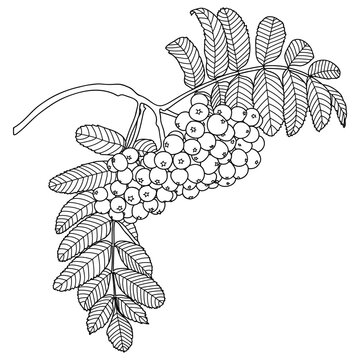 recommend clip art: Outline Rowan Tree Branch with Berries